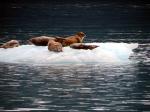 Prince William Sound 26 Glacier Cruise